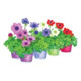 TRAJNICA ANEMONA CORONARIA ANIMO MIX L13