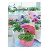 TRAJNICA ANEMONA CORONARIA ANIMO MIX L13