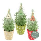 TRAJNICA BOŽIČNO DREVO SIVKA L15 CM