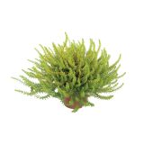 TRAJNICA ČRNA MAHUNICA EMPETRUM NIGRUM MIX