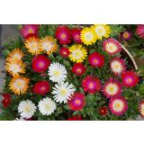 TRAJNICA DELOSPERMA JEWEL DESERT L12 CM