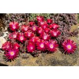 TRAJNICA DELOSPERMA JEWEL DESERT L12 CM