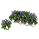 TRAJNICA ENCIJAN (GENTIANA) L12 CM
