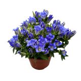 TRAJNICA ENCIJAN (GENTIANA) L12 CM