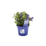 TRAJNICA ENCIJAN SCABRA BELLA BLUE