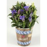 TRAJNICA ENCIJAN V OKR. LONCU L11