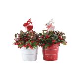 TRAJNICA GAULTHERIA V OKRASNEM LONCU NOVO LETO