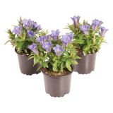 TRAJNICA GENTIANA SCABRA