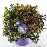 TRAJNICA HEBE MIX V SADILNEM LONCU