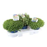 TRAJNICA HEBE, JETIČNIK HYBRID XXL GREEN GLOBE