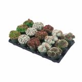 TRAJNICE MIX SUKULENTE L12 MIX SORT