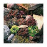 TRAJNICE MIX SUKULENTE L12 MIX SORT