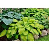 TRAJNICA HOSTA (FUNKIJA) L11 CM