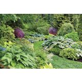 TRAJNICA HOSTA (FUNKIJA) L11 CM