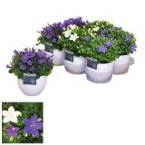 TRAJNICA KLOBUČASTA ZVONČNICA