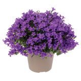 TRAJNICA KLOBUČASTA ZVONČNICA