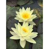 TRAJNICA LOKVANJ (NYMPHAEA) MARL. CHROMATELLA) L11 CM