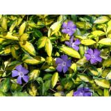 TRAJNICA MALI ZIMZELEN ILLUMINATION L13 CM