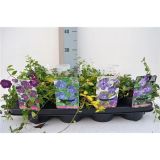 TRAJNICA MALI ZIMZELEN MIX L13 CM