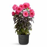 TRAJNICA MOČVIRSKI HIBISKUS PINK PASSION L17 CM