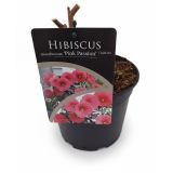 TRAJNICA MOČVIRSKI HIBISKUS PINK PASSION L17 CM