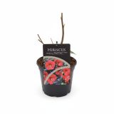 TRAJNICA MOČVIRSKI HIBISKUS REED WINE L17 CM