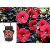 TRAJNICA MOČVIRSKI HIBISKUS REED WINE L17 CM