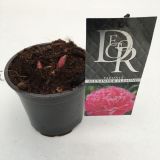 TRAJNICA NAVADNA POTONIKA MIX L12