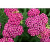 TRAJNICA NAVADNI RMAN MILLY ROCK ROSE L17 CM