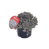 TRAJNICA OROSTACHYS STERNWURZ