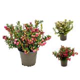 TRAJNICA PERNECIJA MIX L11