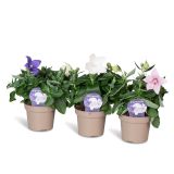 TRAJNICA PLATYCODON (KITAJSKI ZVONČEK) L10.5CM