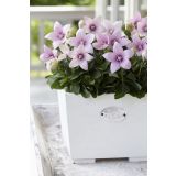 TRAJNICA PLATYCODON (KITAJSKI ZVONČEK) L10.5CM