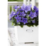 TRAJNICA PLATYCODON (KITAJSKI ZVONČEK) L10.5CM