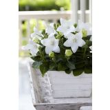 TRAJNICA PLATYCODON (KITAJSKI ZVONČEK) L10.5CM