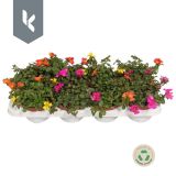 TRAJNICA PORTULACA NANO (NAVADNI TOLŠČAK) L10.5CM