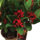 TRAJNICA SKIMMIA JAPONICA OBSESSION