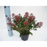 TRAJNICA SKIMMIA JAPONICA RUBELLA