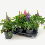 TRAJNICA VOLČJI BOB 17 CM (LUPINIS)