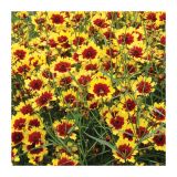 TRAJNICA VOLMARY COREOPSIS VERTICILLATA BENGAL TIGER