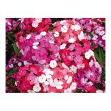 TRAJNICA VOLMARY DIANTHUS BARBATUS VICTORIA