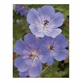 TRAJNICA VOLMARY GERANIUM X HYBRIDUM ROZANNE-KRVOMOČNICA