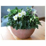 TELOH VOLMARY HELLEBORUS NIGER WINTERSUN-BOŽIČNI L14