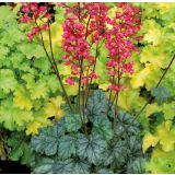 TRAJNICA HOJHERA L13 CM