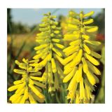 TRAJNICA VOLMARY KNIPHOFIA UVARIA L17 MIX BAKLASTATA LILIJA