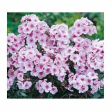 TRAJNICA VOLMARY L23 CM