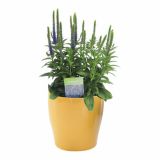 TRAJNICA VOLMARY L23 CM