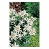 PLANIKA VOLMARY LEONTOPODIUM ALPINUM ALPINE GLORY L19