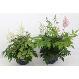 TRAJNICA VRTNA KRESNICA MIX L17