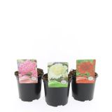 TRAJNICA VRTNA POTONIKA L14 CM